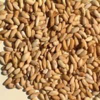 Neem seed