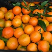 Fresh Citrus Fruit