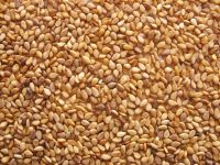 Turkish Golden sesame Seeds