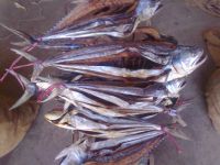 dried queen fish