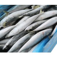 Indian mackerel