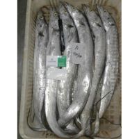 Wr ribbonfish