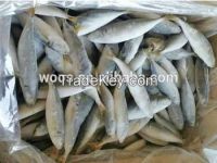 high quality wholesale fresh frozen horse mackerel