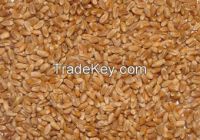 Feed Barley