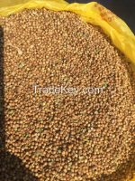 Coriander seeds