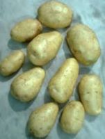 fresh  potatoes