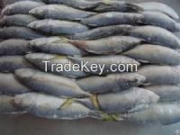 Short body mackerel in stock