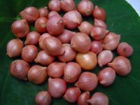 shallot selling