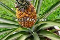 Fresh Victoria Pineapple