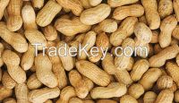 Delicious roasted peanuts in shell for sale