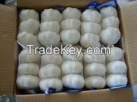 High quality Fresh Garlic specification