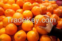 Fresh Citrus Fruits, Valencia Oranges & Lemons high quality