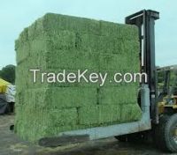 Alfalfa HAY FOR ANIMAL FEED