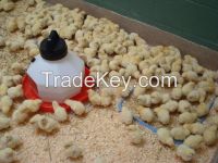 DAY OLD LAYER CHICKS, EGG LAYERS, BROILER EGGS