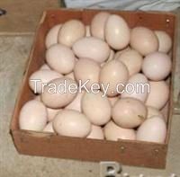 Fresh and Fertile Parrot and Parrots Eggs for Sale