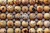 Fresh Quail eggs