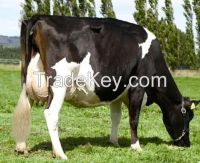 Pregnant Holstein Heifers For Sale