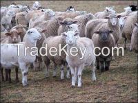 Healthy Full blooded Boer, Saanen and other species of goat, Sheep's and Cows for sale