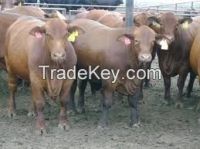 LIVESTOCK CATTLES FOR SALE