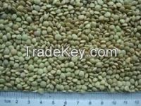 green lentils with 4.5mm 5mm