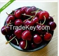 Fresh Sweet Cherry / Fresh Cherry Fruit /Red Cherry/ Wholesale for Low Price