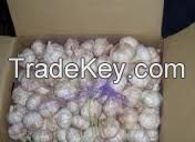 white garlic packed in 10Kg/carton