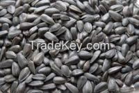 sale sunflower seeds from Inner mongolia
