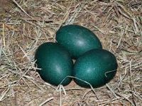 Emu Eggs For Sale (Both Fertile and Emu Eggs for Human consumption)