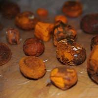 Cow Gallstones For Sale
