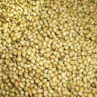 INDIAN BEST SPICES SUPPLIER - CORIANDER SEED