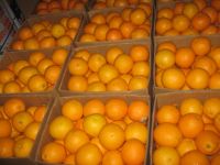 Baby mandarin tangerine orange/ tangerines whoesale and lemon