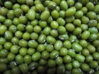 Wholesale Dry Beans Green Mung Beans