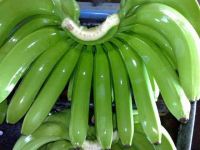 fresh green bananas