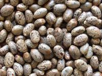 High Quality Hybrid Castor Seeds