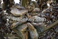 Dried StockFish/Apama Heads