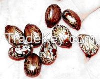 Ethiopian organic Castor seed