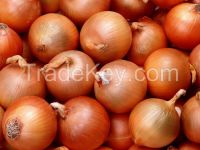Fresh Yellow Onion in Bulk