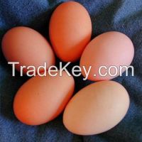 fertilized chicken eggs for sale and hatching poultry machine hatcher