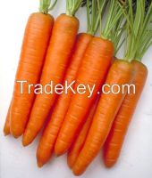 Fresh red carrots
