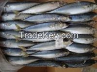 frozen whole round Pacific Mackerel (Scomber Japonicus) , mackerel, Frozen Seafood