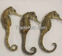 Dried Processed Sea Cucumber and Sea Horse 100% Top Quality