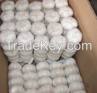 pure white fresh garlic crop