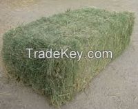 ALFALFA HAY IN BALES, SINGLE PRESS