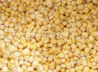 sell IQF sweet corn kernels