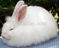Angora rabbit wool for sale.