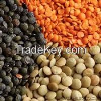 Sell Lentils/Red Lentils