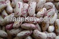 Light Speckled Kidney Beans On Sale