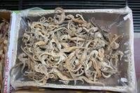 Dried Sea Horse ( 100% Dried )