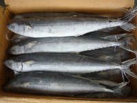 Spanish Mackerel W/R 300-500g / Frozen Seafood