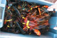 Live Dungeness Crab/Live Mud Crabs/Live Rock Lobsters